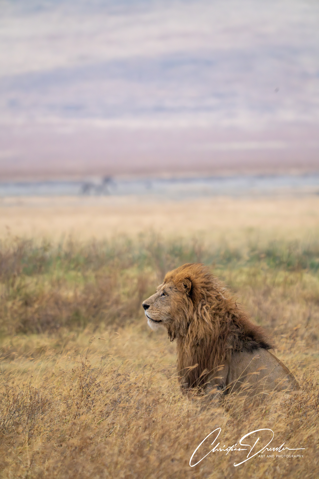 Löwe in der Serengeti, fotografiert von Christian Dressler