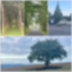 Landschaft Nordspanien, Jakobsweg, Camino del Norte, Boimorto, O Pino, Graffiti, Straßen, Baum