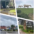 Landschaft Nordspanien, Jakobsweg, Camino del Norte, Santa Gruz, Santillana del Mar, Pferde,
