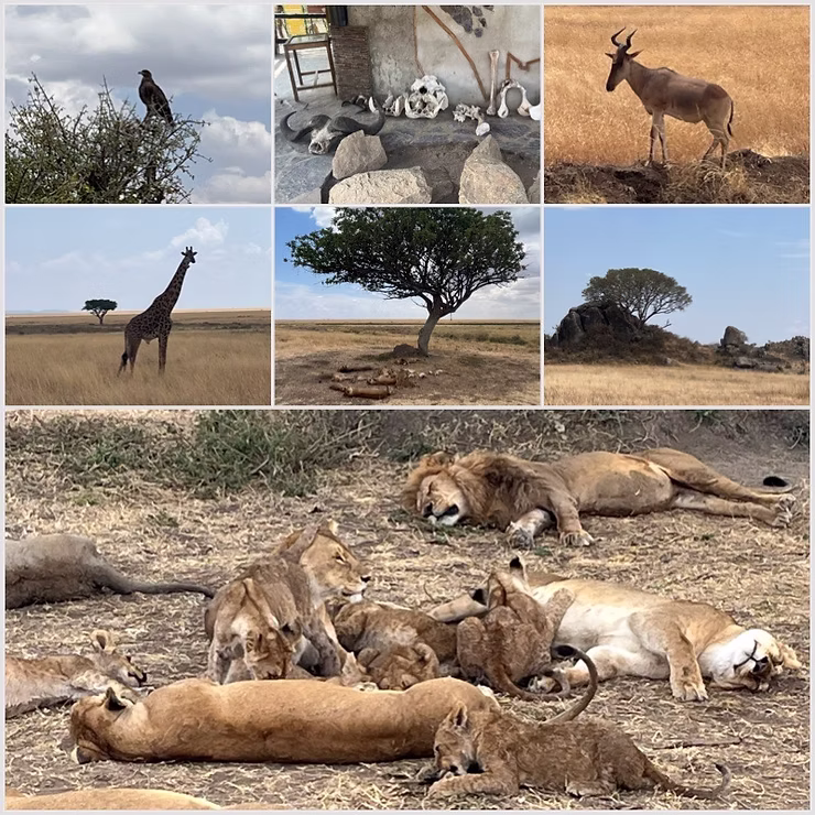 Safari Serengeti, Big Five, Adler, Löwenfamilie,